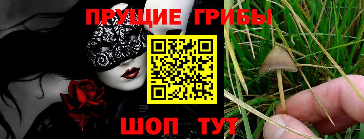 Галлюциногенные грибы ЛСД  Псилоцибиновые грибы ЛСД  Вход с VPN  Новодвинск 